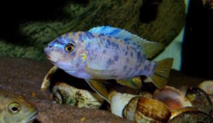 Labeotropheus fuelleborni 'Chizumulu Island'